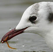 Mouette rieuse