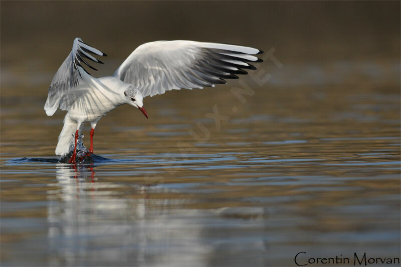 Mouette rieuse