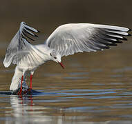 Mouette rieuse