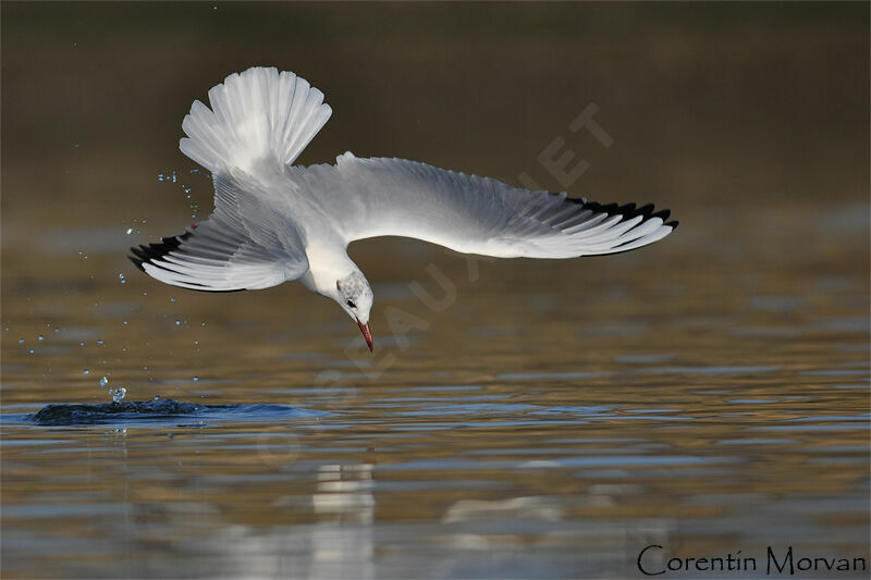 Mouette rieuse