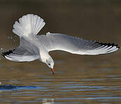 Mouette rieuse