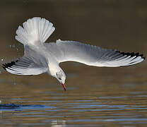 Black-headed Gull