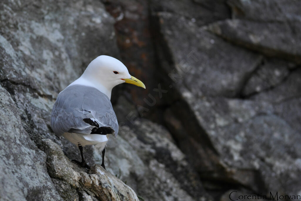 Black-legged Kittiwake