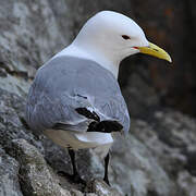 Black-legged Kittiwake