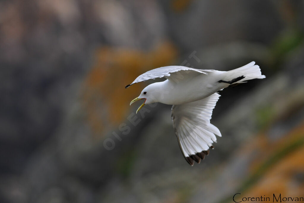 Black-legged Kittiwake