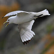 Black-legged Kittiwake