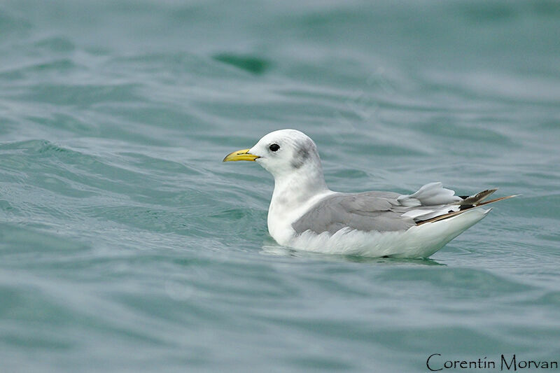 Black-legged Kittiwake