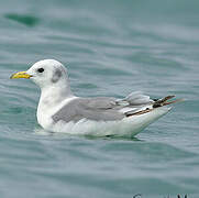 Black-legged Kittiwake