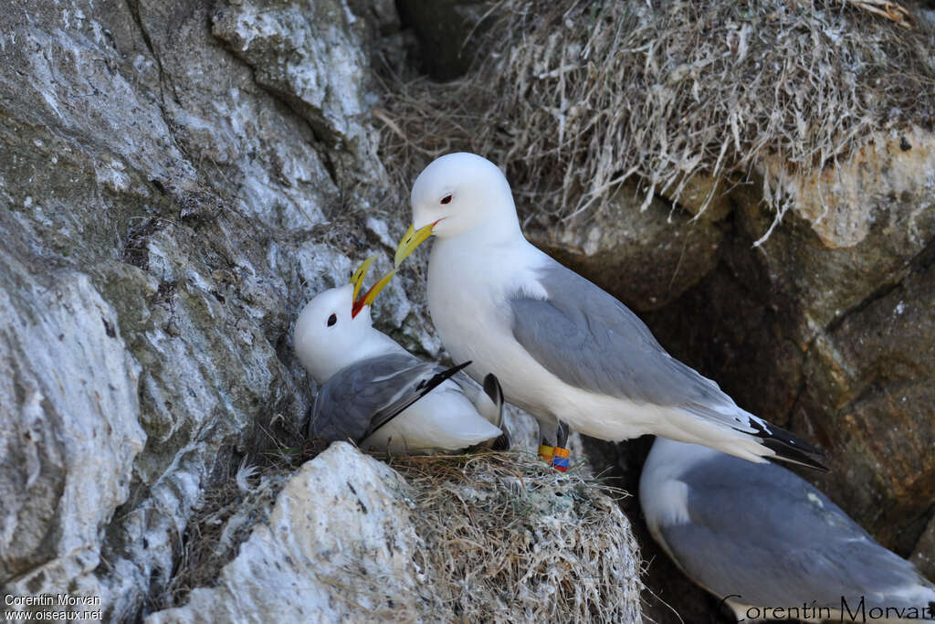 Black-legged Kittiwakeadult breeding, habitat, Reproduction-nesting, colonial reprod., Behaviour