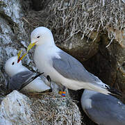 Black-legged Kittiwake