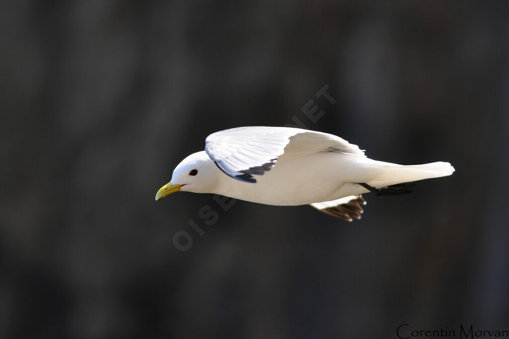 Mouette tridactyleadulte