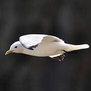 Black-legged Kittiwake