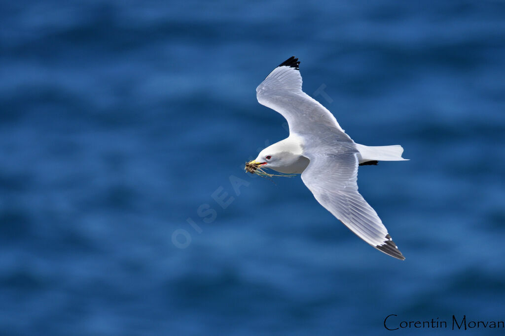 Mouette tridactyleadulte