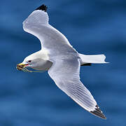 Black-legged Kittiwake