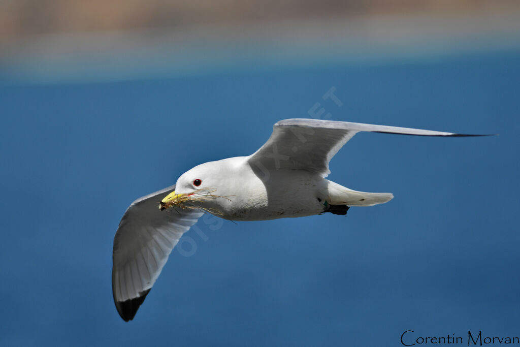 Mouette tridactyleadulte