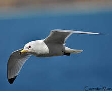 Mouette tridactyle