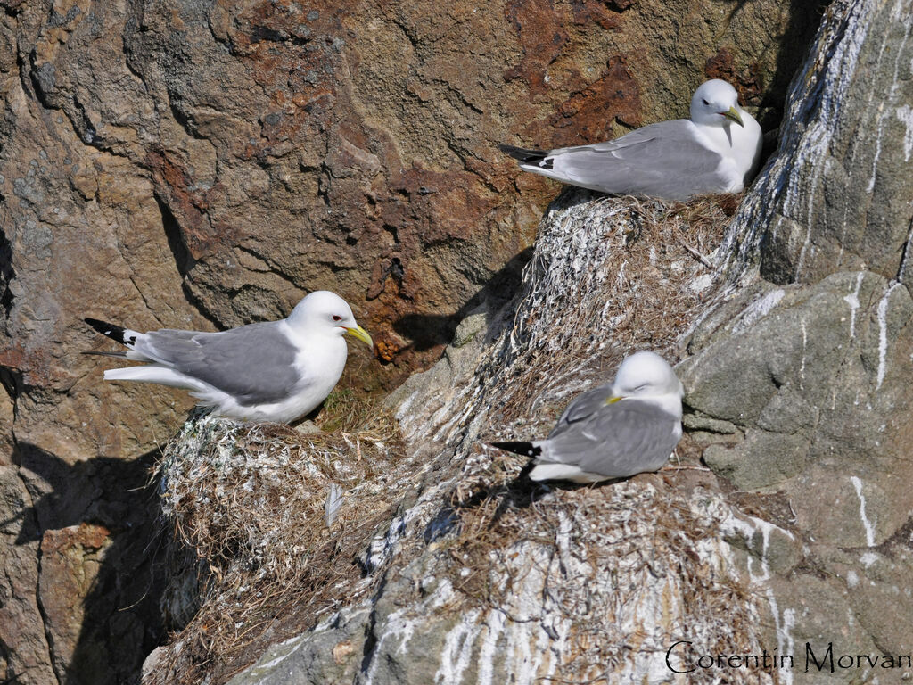 Mouette tridactyleadulte