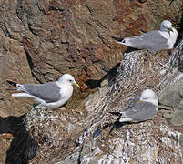 Black-legged Kittiwake