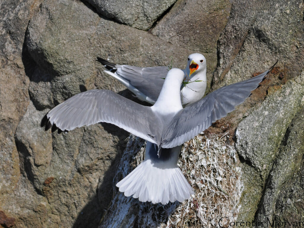 Mouette tridactyleadulte