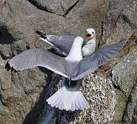 Black-legged Kittiwake