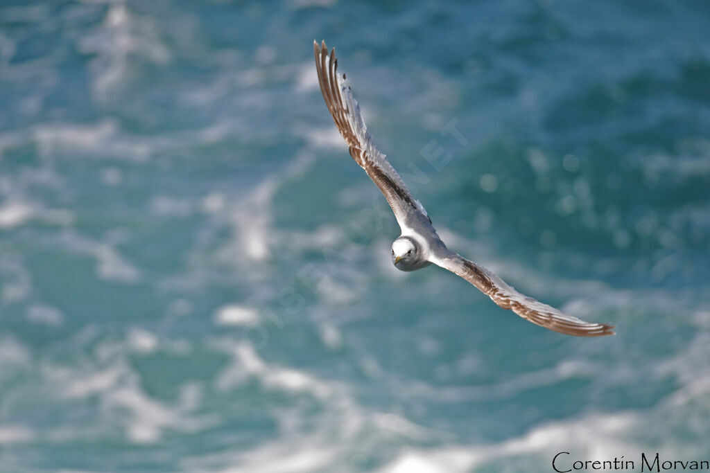 Black-legged Kittiwakeimmature