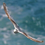 Black-legged Kittiwake