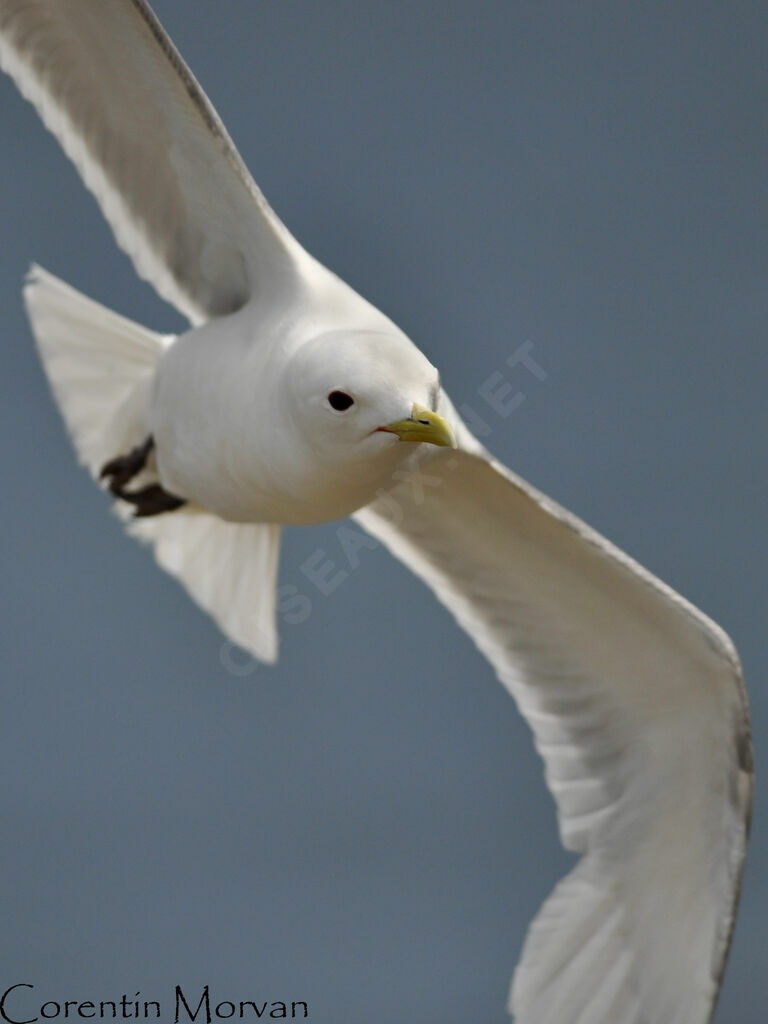 Black-legged Kittiwake