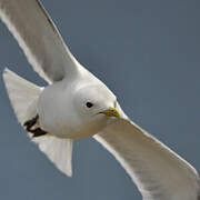 Black-legged Kittiwake