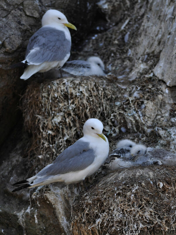 Mouette tridactyle, Nidification