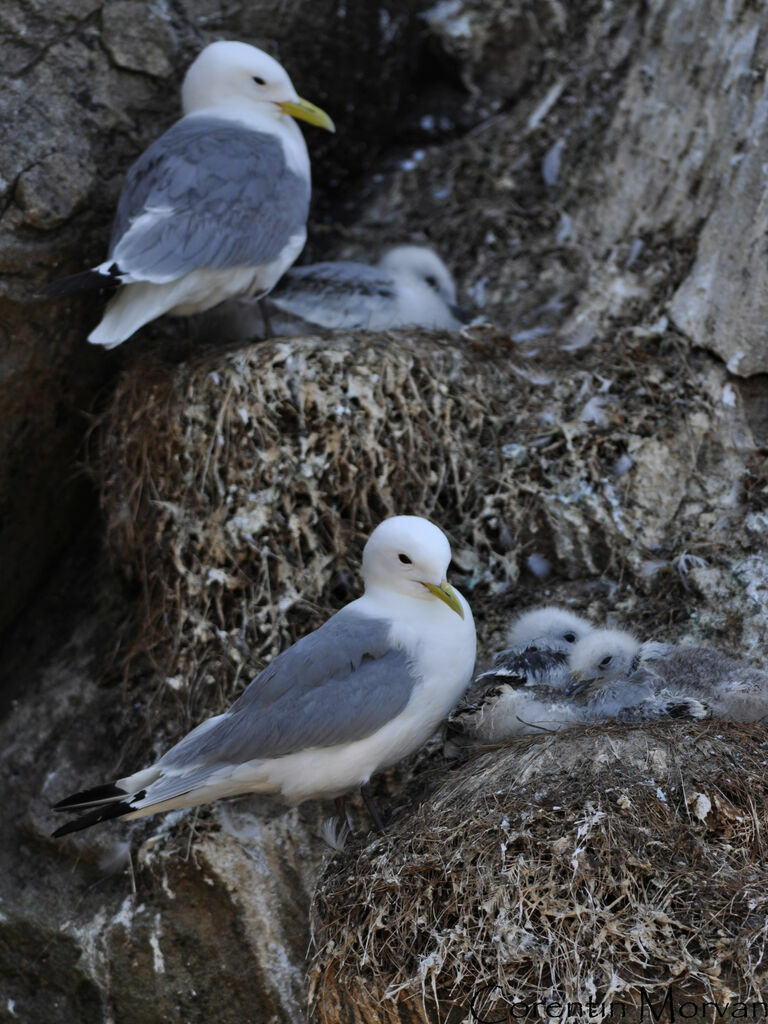 Black-legged Kittiwake, Reproduction-nesting