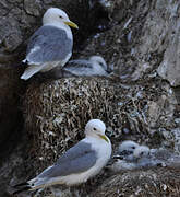 Black-legged Kittiwake