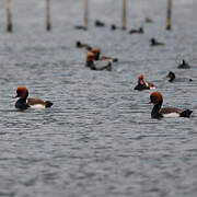 Red-crested Pochard