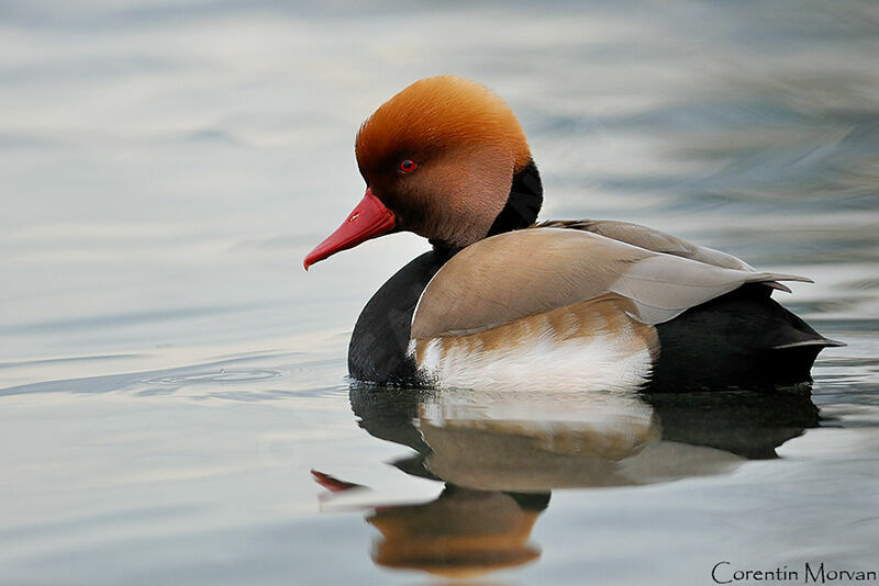 Red-crested Pochard