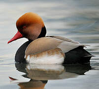 Red-crested Pochard