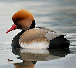 Nette rousse