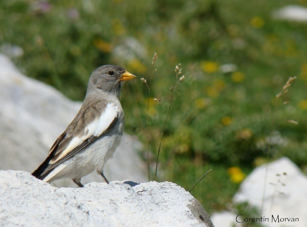 White-winged Snowfinch