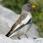 White-winged Snowfinch