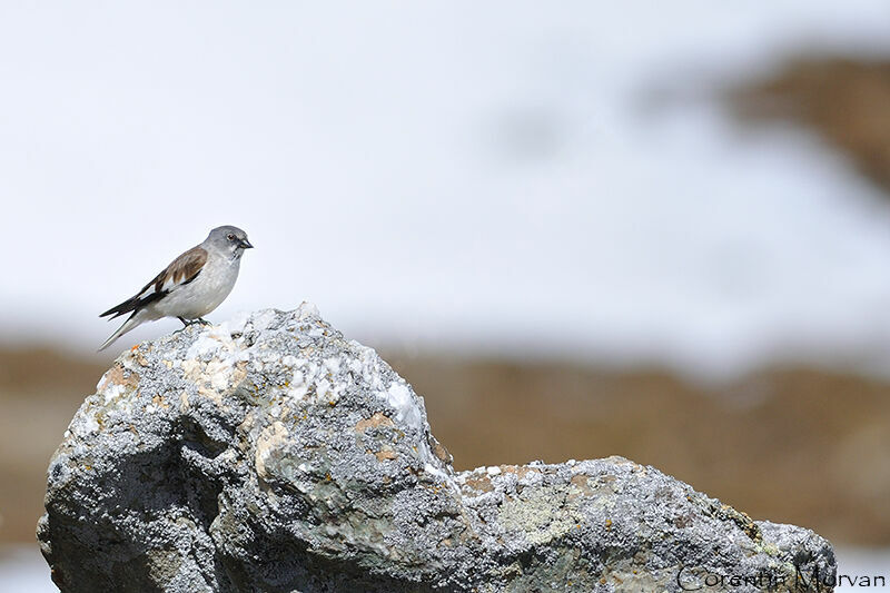 White-winged Snowfinch