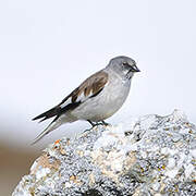 White-winged Snowfinch