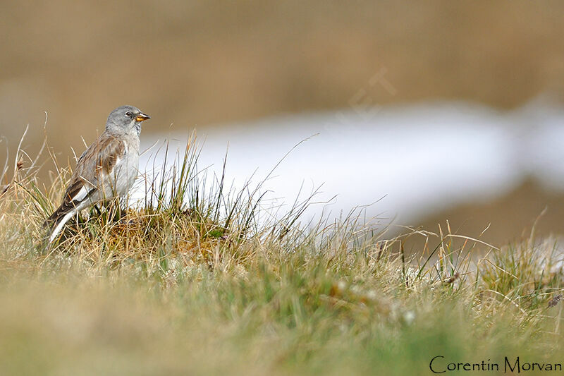 White-winged Snowfinch