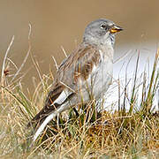 White-winged Snowfinch