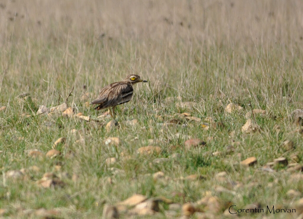 Eurasian Stone-curlew