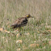 Eurasian Stone-curlew