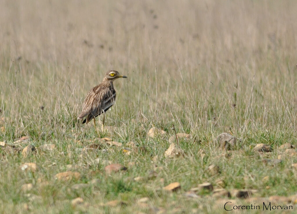 Eurasian Stone-curlew