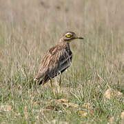 Eurasian Stone-curlew