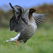 Pink-footed Goose