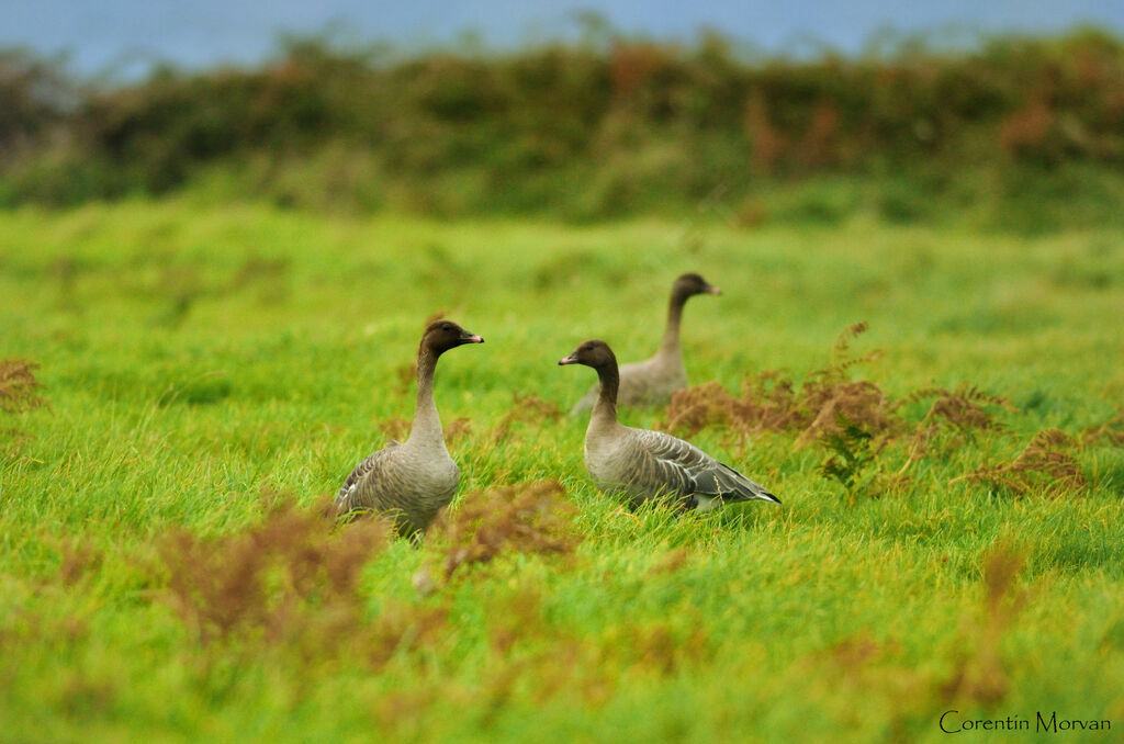 Pink-footed Goose