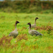 Pink-footed Goose