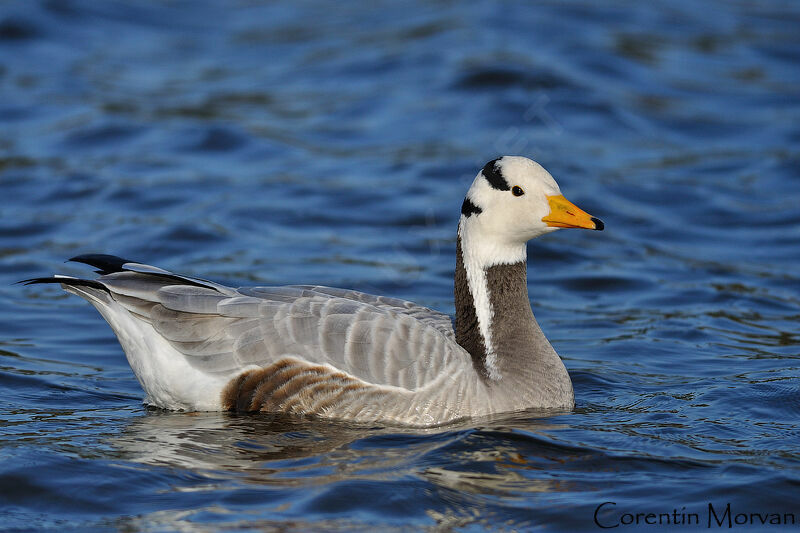 Bar-headed Goose