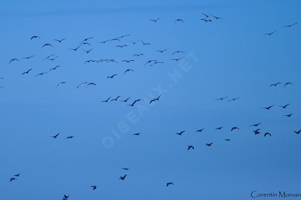 Greylag Goose